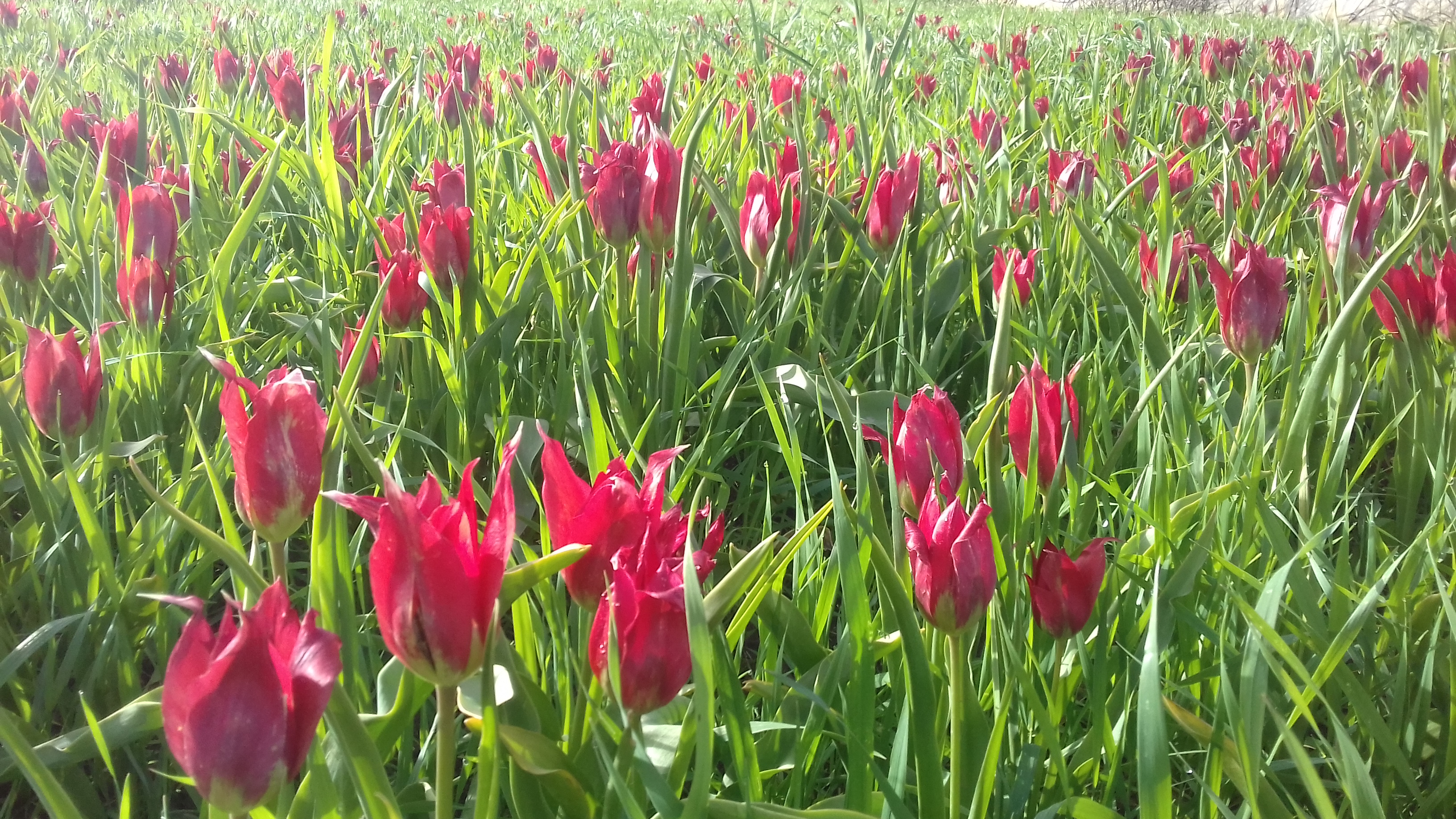 un campo di tulipani rossi selvatici