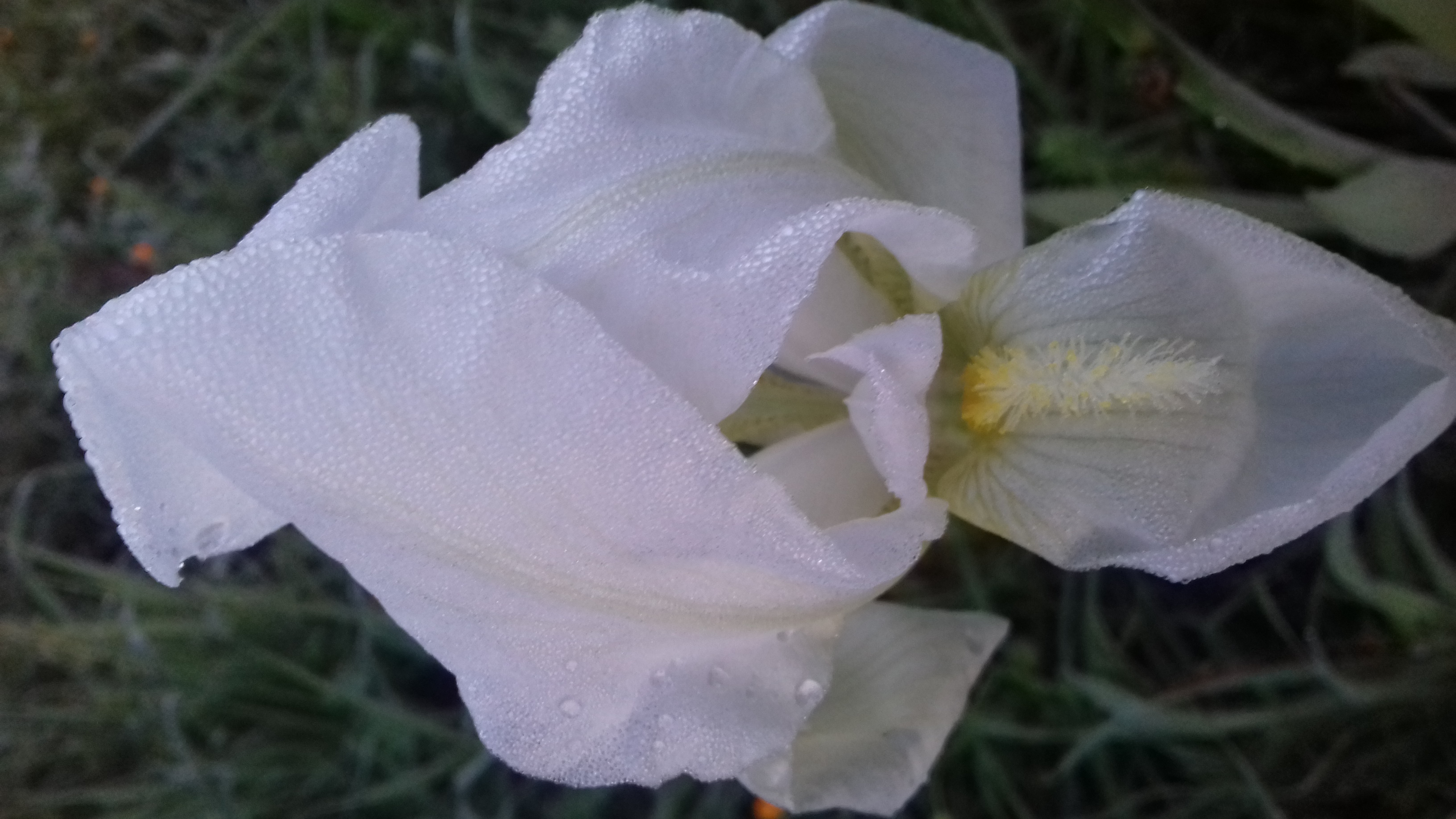 La bellezza  dell'iris  bianco