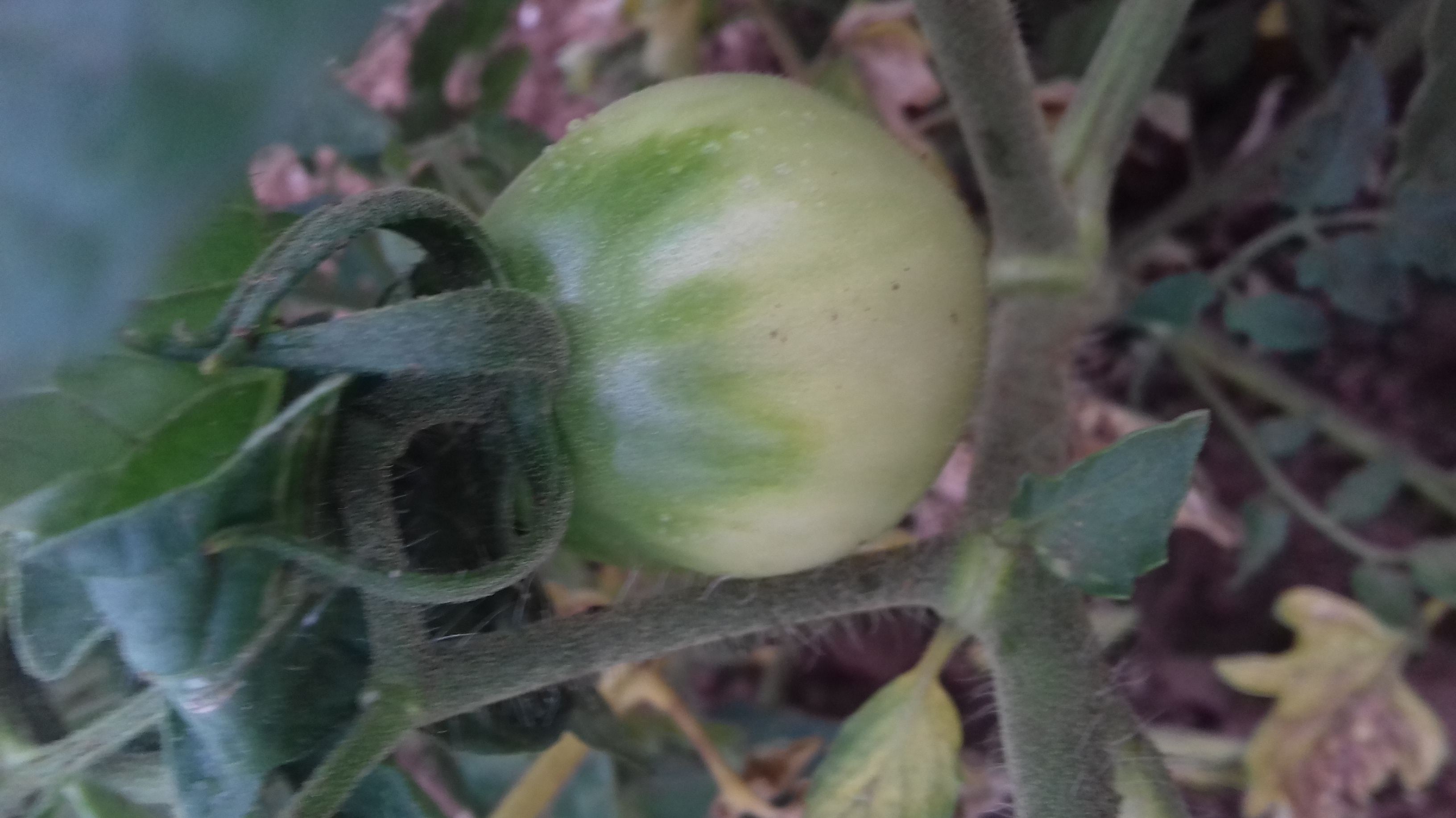 ..stato dell'arte  dei nostri pomodori coltivati a  secco..