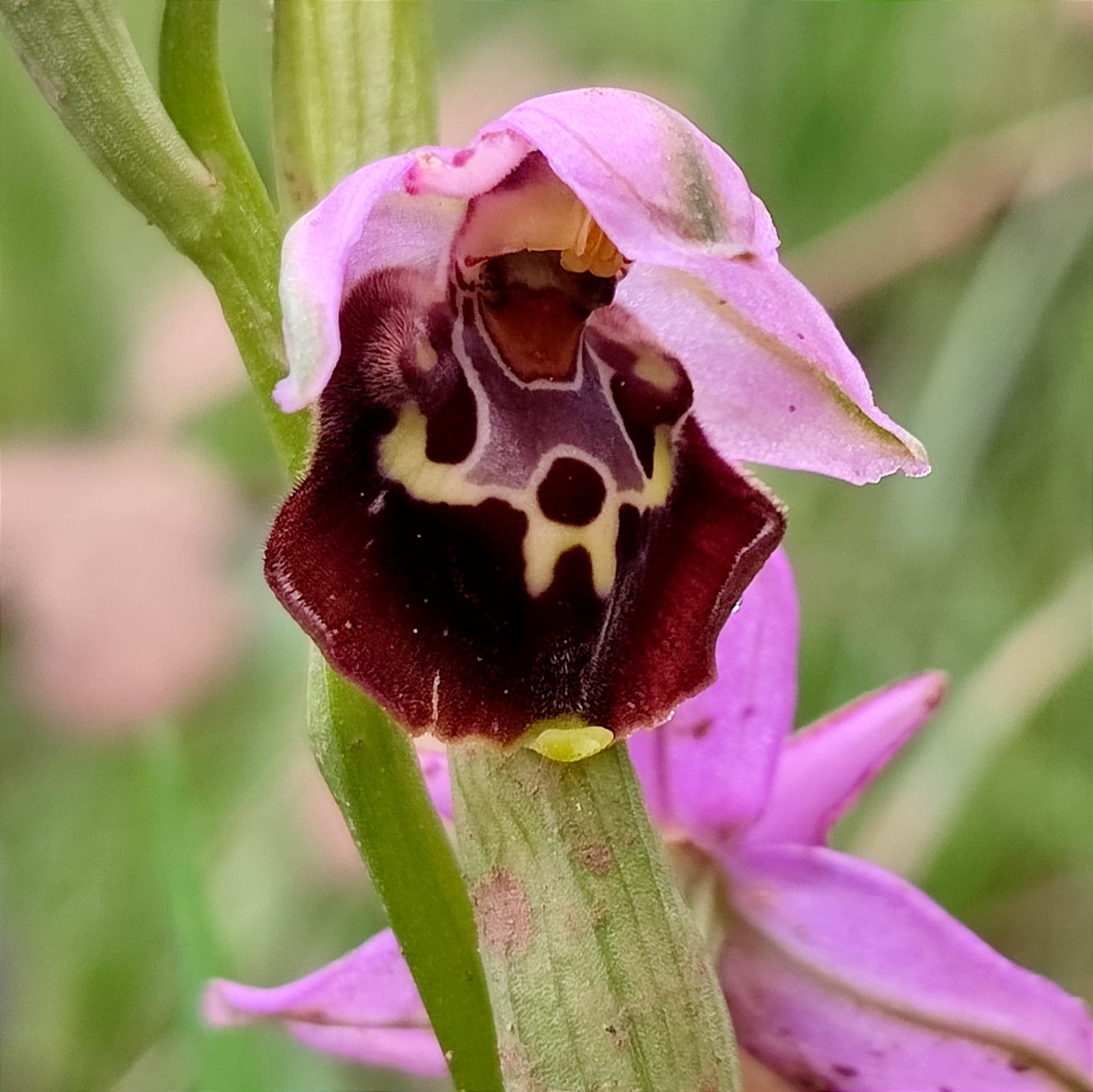 la  bellezza  delle orchidee  selvatche