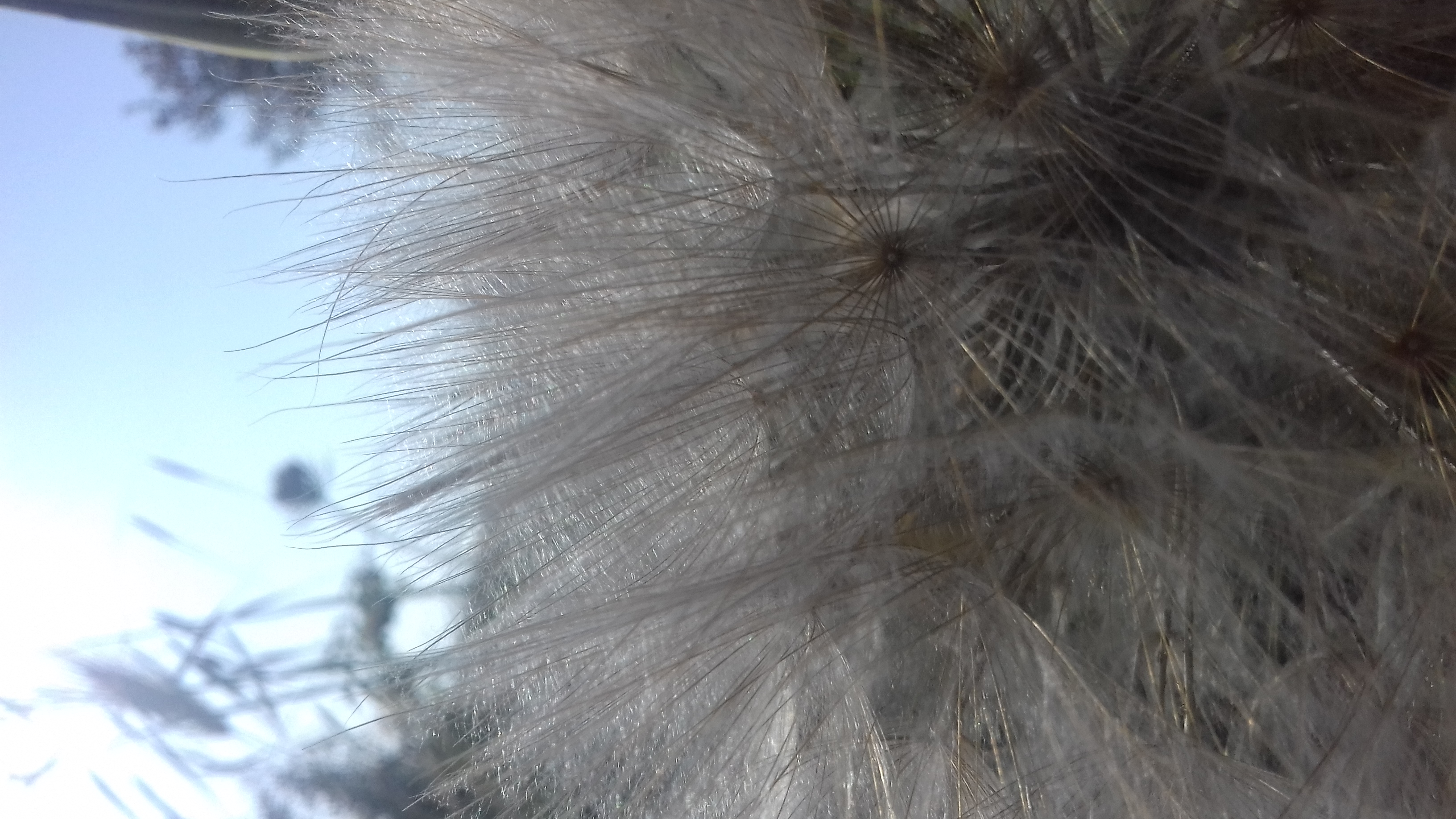 ..i semi di barba di becco volano via col vento