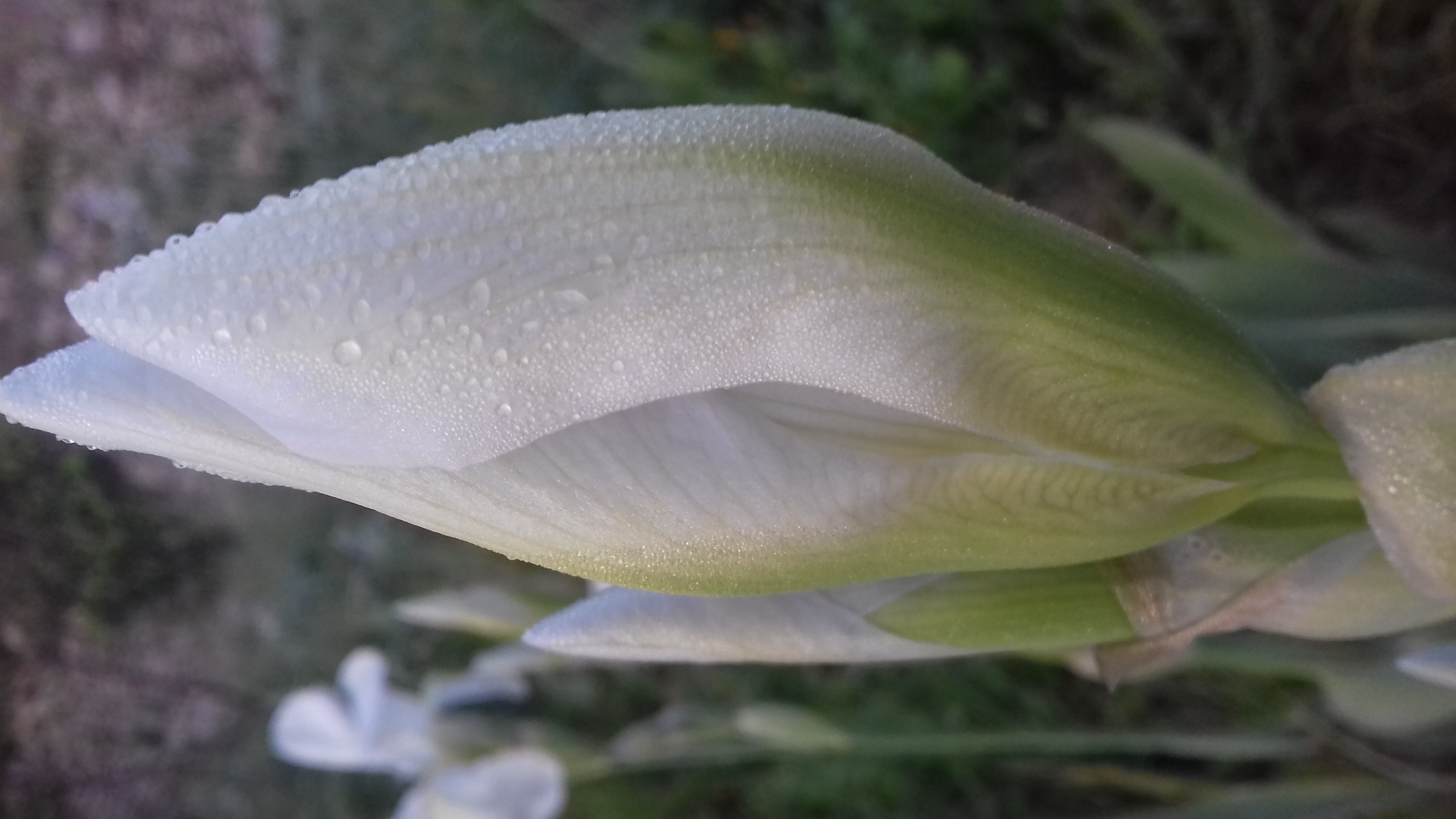 l'iris bianco o giaggiolo prima  di sbocciare