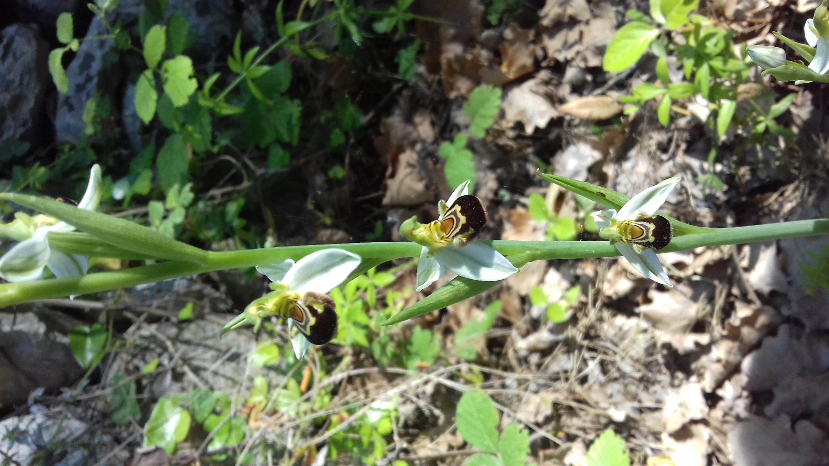 ..una  rarità..ophrys  apifera..
