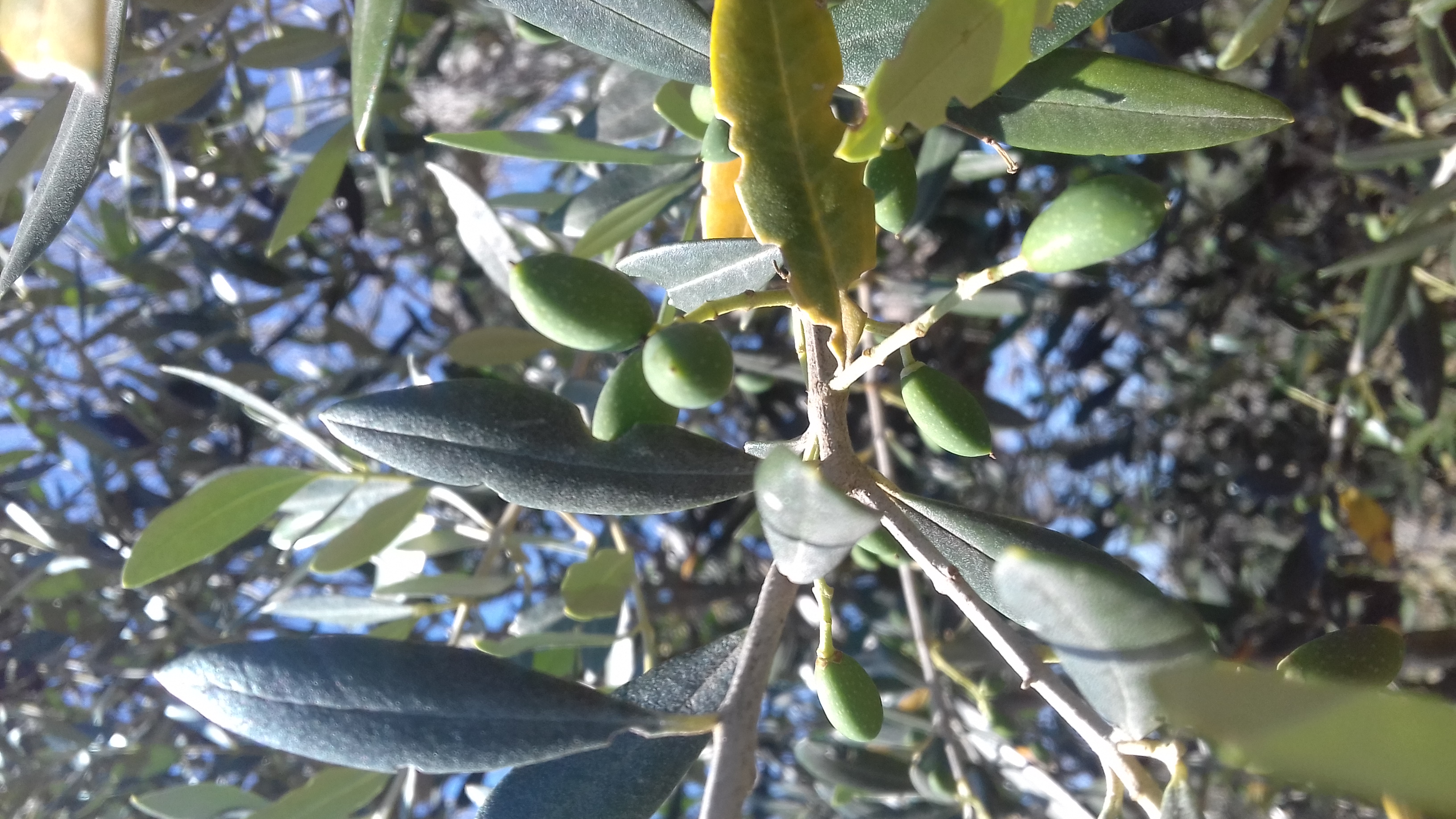 ..le olive di San Vito...