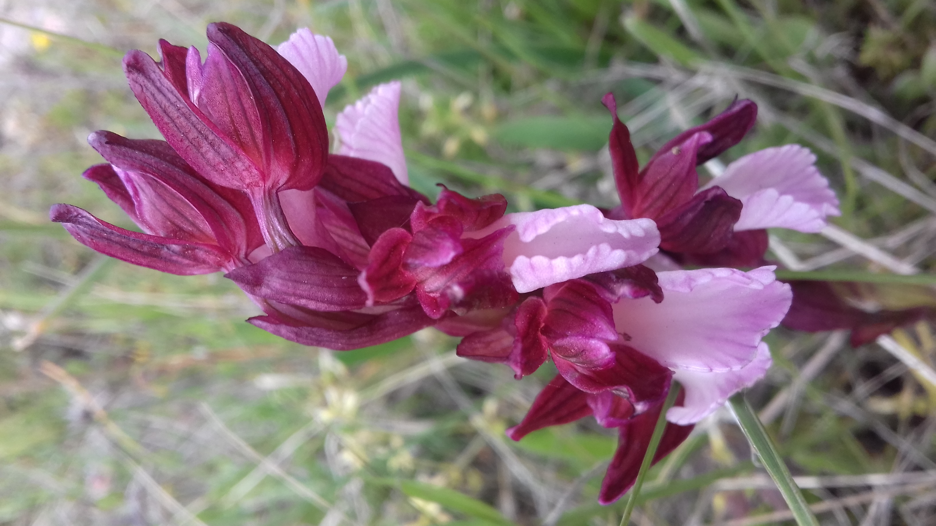 orchidea  farfalla