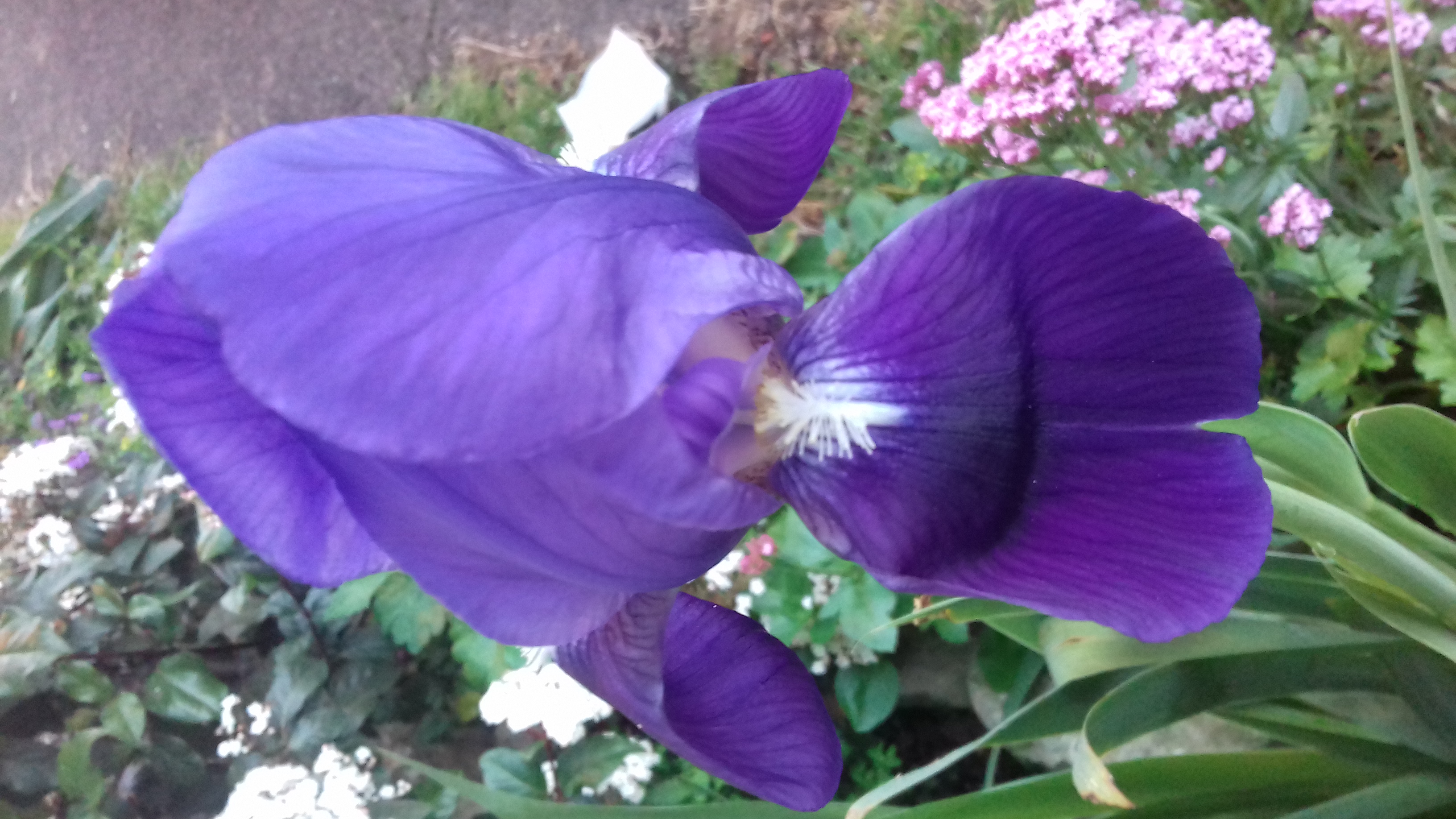 La  bellezza dell'iris