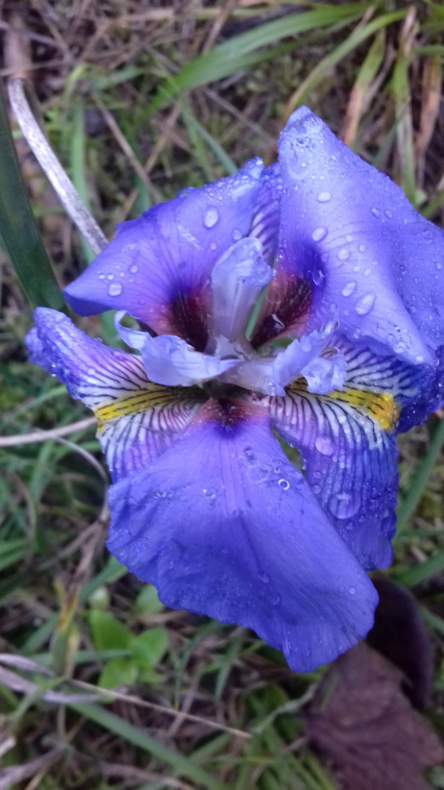 il primo iris