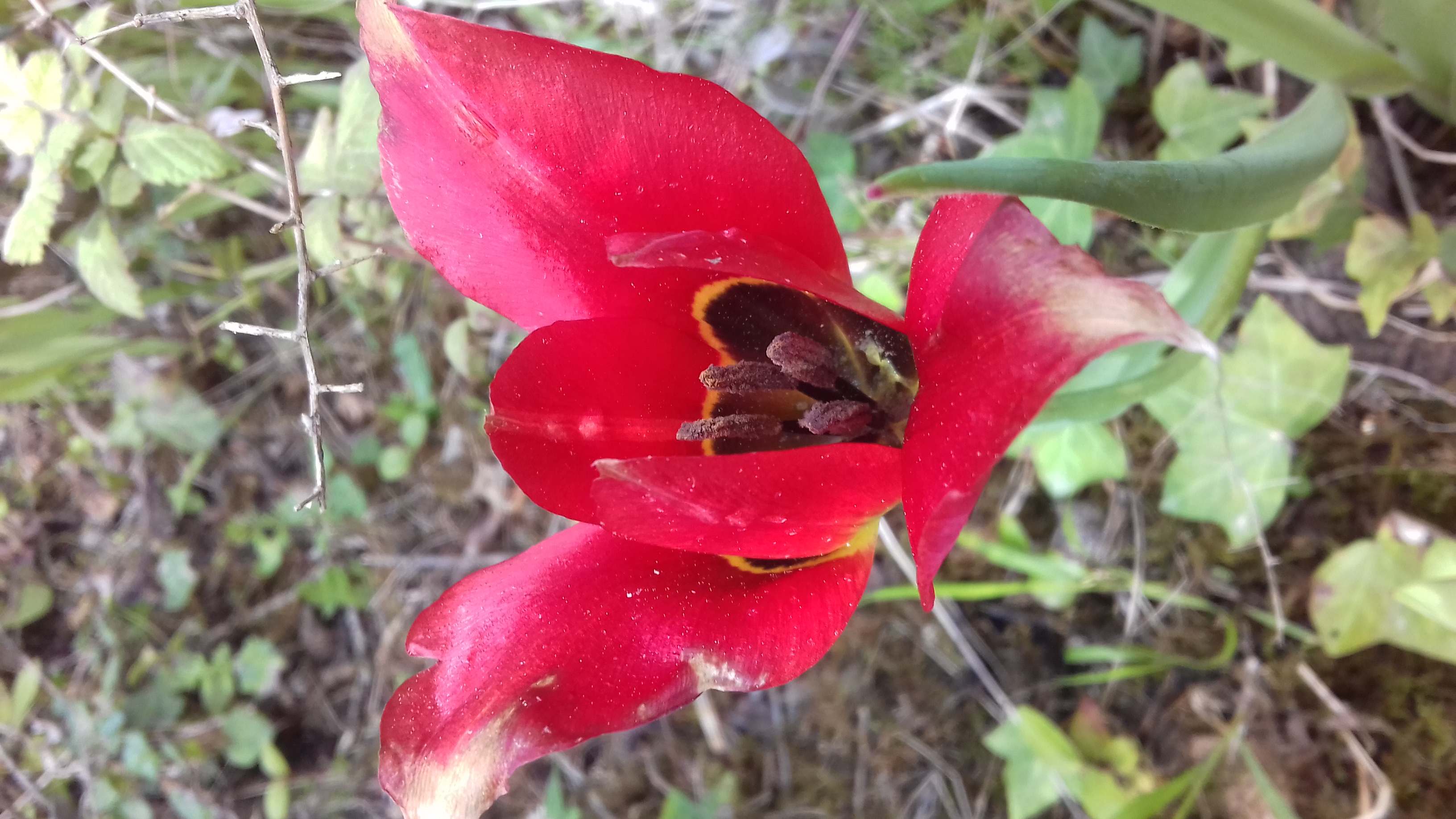 il tulipano rosso selvatico