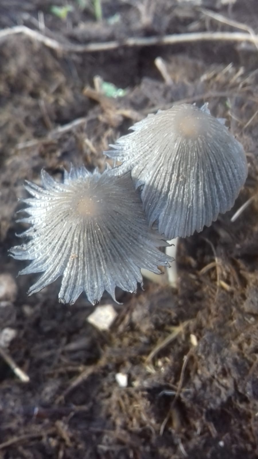 ..la  bellezza..in un fungo...